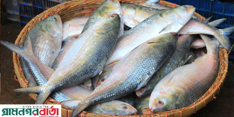 পূজায় এবারও ভারতে যাচ্ছে বাংলাদেশের ইলিশ