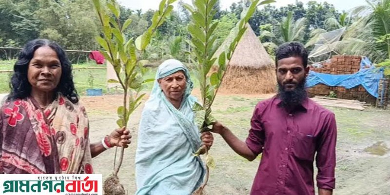 পঞ্চগড়ে রফিকুলের গাছ বিতরণ পঞ্চগড়ে রফিকুলের গাছ বিতরণ