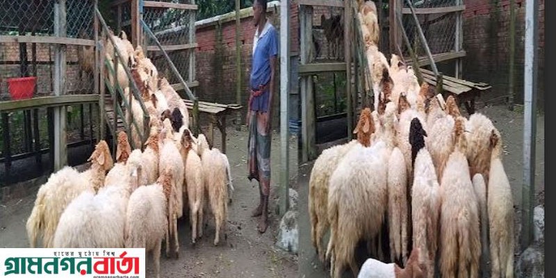 পঞ্চগড়ে দূর্লভ প্রাণি গাড়লের খামার পঞ্চগড়ে দূর্লভ প্রাণি গাড়লের খামার