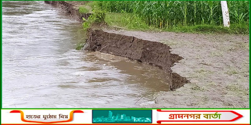 কাউনিয়ায় তিস্তা নদী গিলে খাচ্ছে ফসলি জমি ও বসতবাড়ি কাউনিয়ায় তিস্তা নদী গিলে খাচ্ছে ফসলি জমি ও বসতবাড়ি