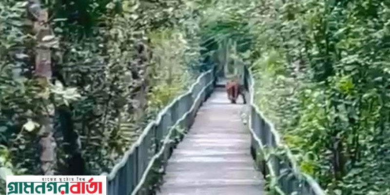 সুন্দরবনের পর্যটন স্পটে চলে এলো বাঘ সুন্দরবনের পর্যটন স্পটে চলে এলো বাঘ