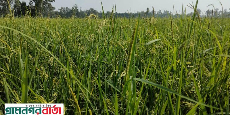 কাউনিয়ায় পাকা আমন ধানের ঘ্রাণে সোনালী স্বপ্নে বিভোর কৃষক কাউনিয়ায় পাকা আমন ধানের ঘ্রাণে সোনালী স্বপ্নে বিভোর কৃষক