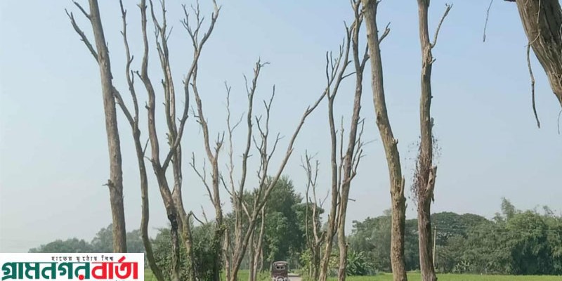 নন্দীগ্রামে সড়কের দুই পাশে সারি সারি মরা গাছ যেনো এখন মরণফাঁদ নন্দীগ্রামে সড়কের দুই পাশে সারি সারি মরা গাছ যেনো এখন মরণফাঁদ