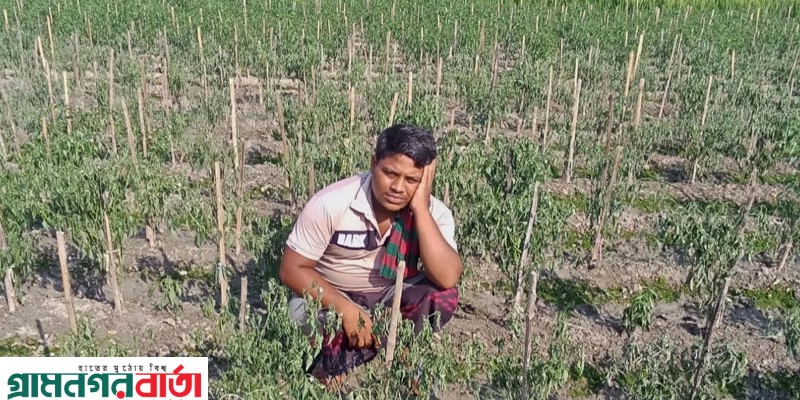 নন্দীগ্রামে এক প্রান্তিক কৃষকের মরিচ গাছ উপড়ে ফেলেছে দুর্বৃত্তরা নন্দীগ্রামে এক প্রান্তিক কৃষকের মরিচ গাছ উপড়ে ফেলেছে দুর্বৃত্তরা