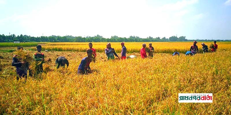 বগুড়ায় আগাম জাতের আমন ধান কাটা-মাড়াই শুরু বগুড়ায় আগাম জাতের আমন ধান কাটা-মাড়াই শুরু