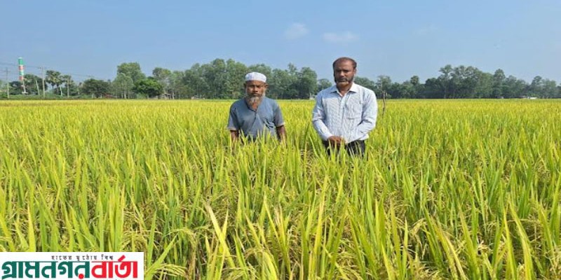 আদমদীঘিতে আমনের মাঠজুড়ে সোনালী রঙে হাসছে আগাম জাতের ধান   আদমদীঘিতে আমনের মাঠজুড়ে সোনালী রঙে হাসছে আগাম জাতের ধান