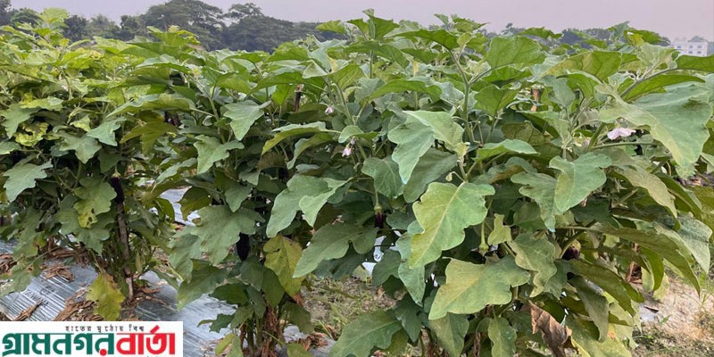 মাদারীপুরের মাঠে মাঠে এখন আগাম শীতকালীন সবজি ফলাতে ব্যস্ত চাষীরা মাদারীপুরের মাঠে মাঠে এখন আগাম শীতকালীন সবজি ফলাতে ব্যস্ত চাষীরা