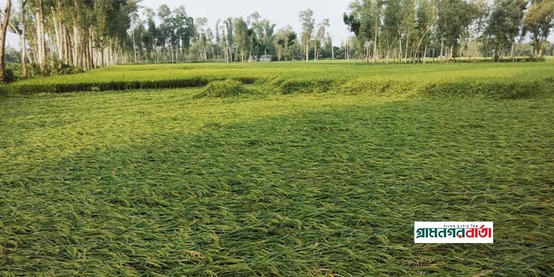 রংপুরের কাউনিয়ায় বৃষ্টি ও বাতাসে আমন ধানের ব্যাপক ক্ষতি রংপুরের কাউনিয়ায় বৃষ্টি ও বাতাসে আমন ধানের ব্যাপক ক্ষতি