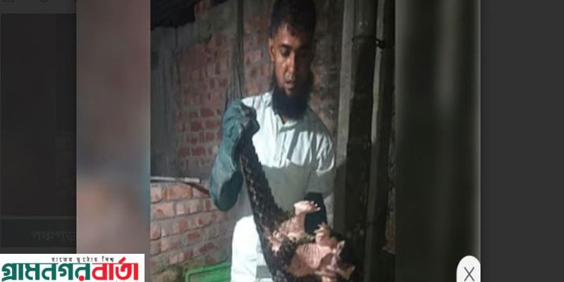 পঞ্চগড়ে কালো রঙের বিপন্ন প্রাণি বনরুই উদ্ধার পঞ্চগড়ে কালো রঙের বিপন্ন প্রাণি বনরুই উদ্ধার