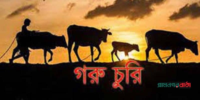 বগুড়ায় গোয়াল ঘরের সিঁদ কেটে তিনটি গরু চুরি বগুড়ায় গোয়াল ঘরের সিঁদ কেটে তিনটি গরু চুরি