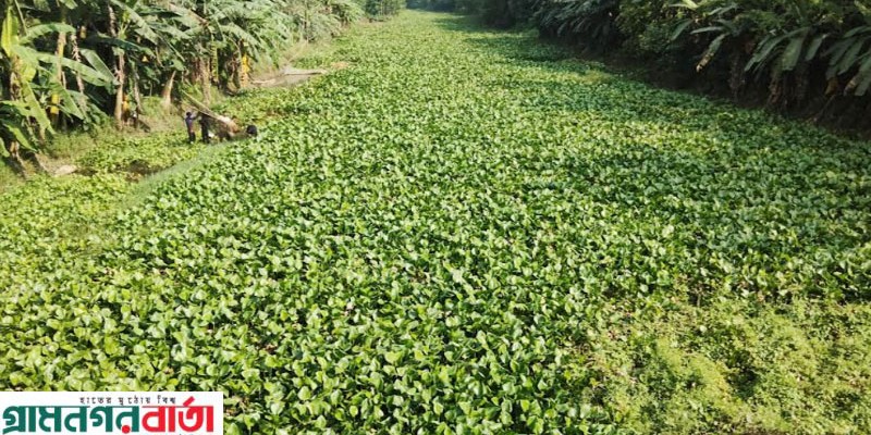 কাউনিয়া মানাস নদী কচুরিপানায় ভর্তি, কর্তৃপক্ষ নিরব দর্শক