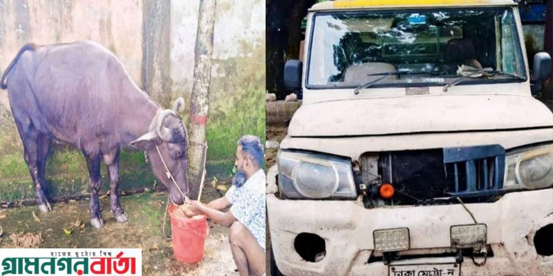 নন্দীগ্রামে রহস্যজনকভাবে মহিষ ও পিকআপ উদ্ধার নন্দীগ্রামে রহস্যজনকভাবে মহিষ ও পিকআপ উদ্ধার