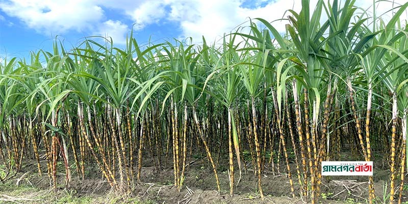 মাদারীপুরে আখ চাষে কম খরচে অধিক লাভ