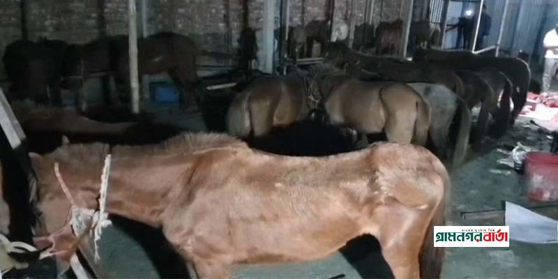 বিক্রয়ের জন্য রাখা বিপুল পরিমাণ ঘোড়ার মাংস ও রোগাক্রান্ত ঘোড়া জব্দ