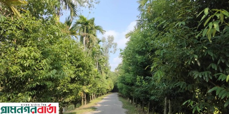 রংপুরের কাউনিয়ার তেজপাতা দেশের চাহিদা মিটিয়ে যাচ্ছে বিদেশে