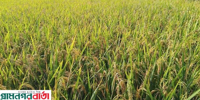 পঞ্চগড়ে বনানী জুরে আমন ধানে কৃষকের স্বপ্ন