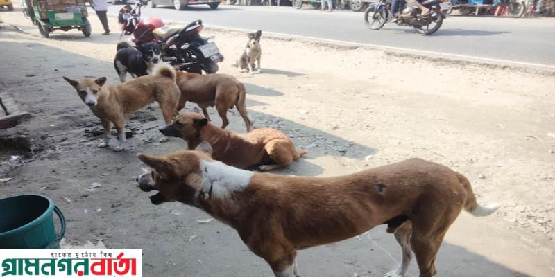 কাউনিয়ায় বেওয়ারীশ কুকুরের উপদ্রব ব্যাপক হারে বৃদ্ধি