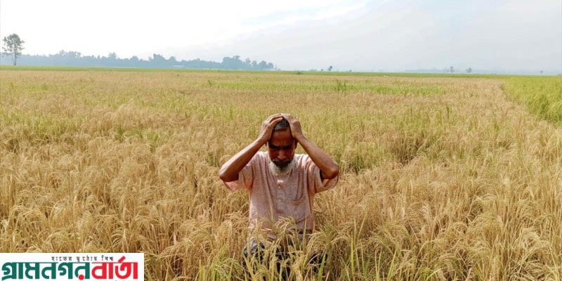 নন্দীগ্রামে দুর্বৃত্তদের দেওয়া আগাছানাশকে পুড়লো কৃষকের আধাপাকা ধান