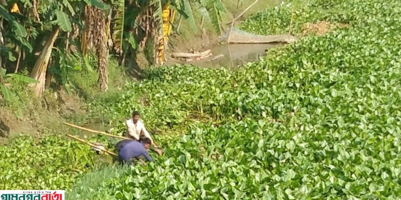 কাউনিয়ায় পানা টেনে মাছ মারা মৎস্যজীবীরা হতাশ