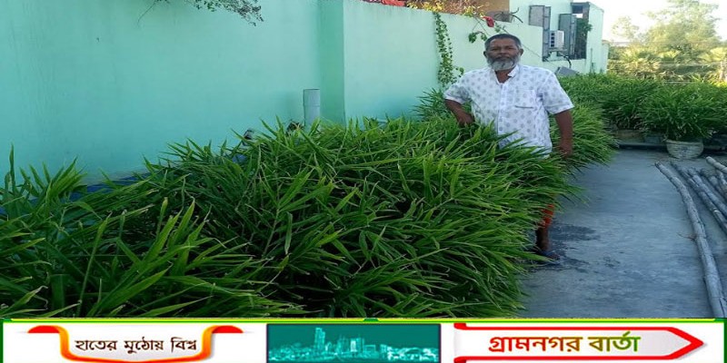 আদমদীঘিতে বাসার ছাদে বস্তায় আদা চাষ