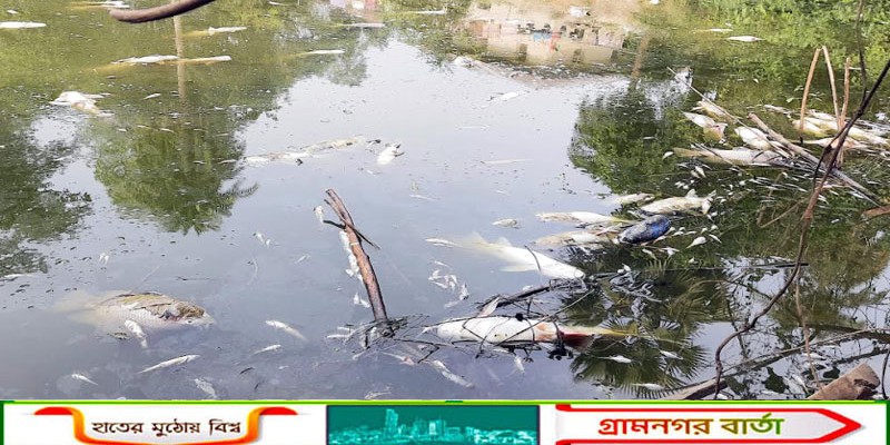 আদমদীঘিতে পুকুরে বিষ প্রয়োগে ২০ লাখ টাকার মাছ নিধন!