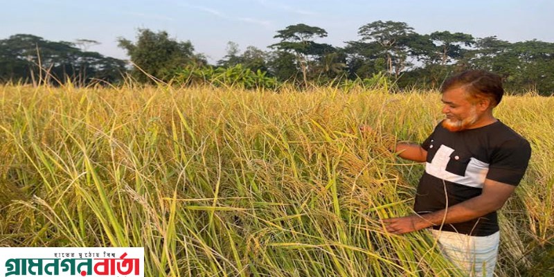 মাদারীপুরে আমন ধানের বাম্পার ফলন, মাঠজুড়ে দোল খাচ্ছে কৃষকের সোনালী স্বপ্ন 