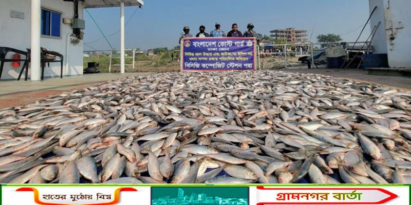 পদ্মা সেতু টোল প্লাজা এলাকায় বিপুল পরিমাণ অবৈধ জাটকা জব্দ