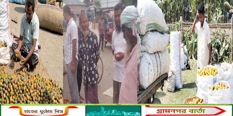 কৃষি অর্থনীতিতে কাউনিয়ার সুপারি ব্যাপক ভূমিকা রাখছে