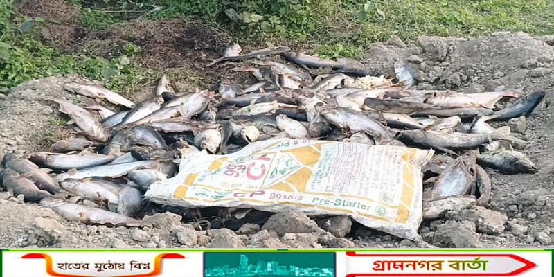 ফিসারিতে মরছে মাছ, কাজ হচ্ছে না কোনো ওষুধে—ত্রিশালের শতাধিক মৎস্য চাষি  এনামুল হক