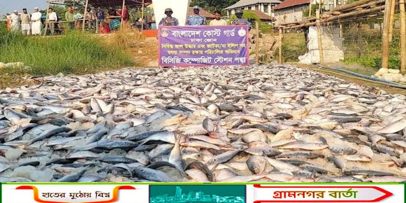 মুন্সীগঞ্জে ৪৩ লক্ষ টাকার জাটকা আটক