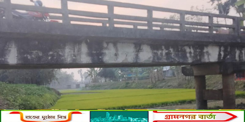 কাউনিয়ায় মানস নদীতে বীজতলায় সবুজের সমারোহ