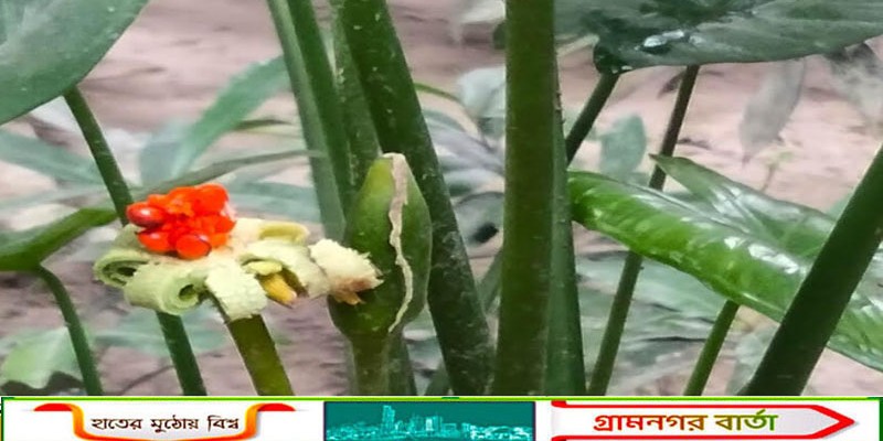কাউনিয়ায় সারওয়ার এর বাসায় ফুটেছে দুর্লভ কচুপাতা বাহার ফুল  