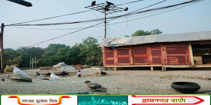 বাড়ীর ছাদে কবুতর খামার