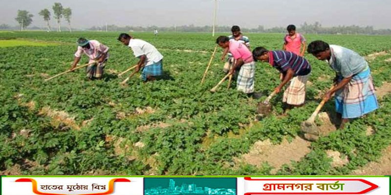 বাগমারায় আলু চাষে বাম্পার ফলনের সম্ভাবনায় চাষিদের