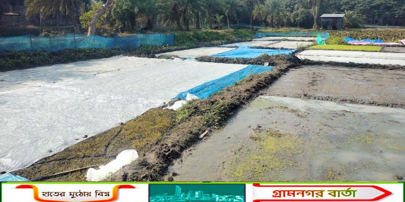 আদমদীঘিতে শৈত প্রবাহের ফলে বীজতলা নিয়ে দুশ্চিন্তায় কৃষকরা