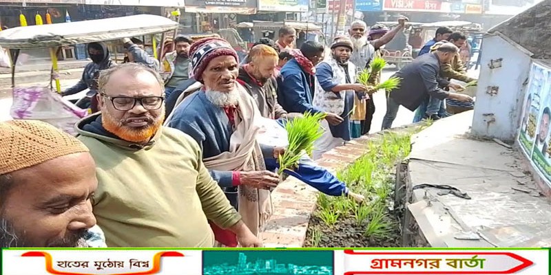 মুন্সীগঞ্জে কামরুজ্জামান রতনের কর্মী সমর্থনে ধানের চারা রোপন