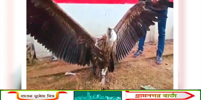 দেবীগঞ্জে বিরল প্রজাতির সকল উদ্ধার