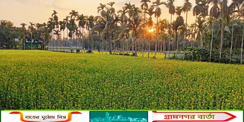 কাউনিয়ায় উৎপাদনের লক্ষ্যমাত্রা ৩১২৫ মেঃ টন