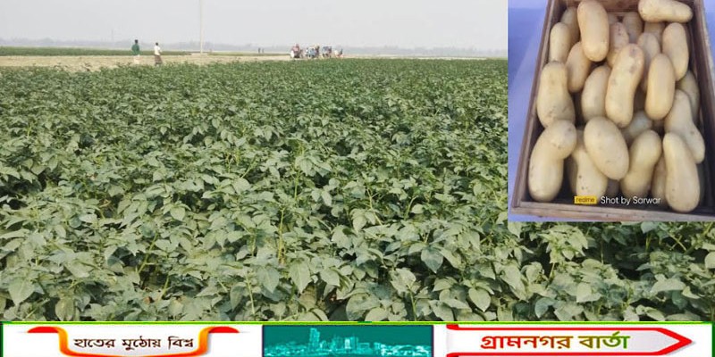 আলুর বাম্পার ফলনের সম্ভাবনা, কাউনিয়ায় দাম নিয়ে শঙ্কায় চাষিরা