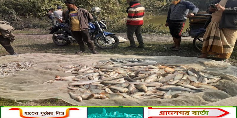 আদমদীঘিতে মাছ ব্যবসায়ীর পুকুরে বিষ দিয়ে মাছ নিধনের অভিযোগ