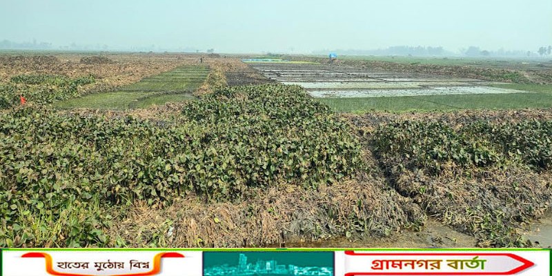 আদমদীঘির রক্তদহ বিল পুন:খনন হলে প্রতি বছর উৎপাদন হবে ১৭০ কোটি টাকা মূল্যের ফসল