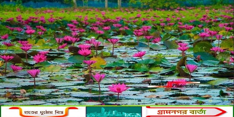 জৈন্তাপুর ডিবি হাওরের লাল শাপলা পর্যটনের সৌন্দর্য হারাতে বসেছে কচুরিপানার আগ্রাসনে