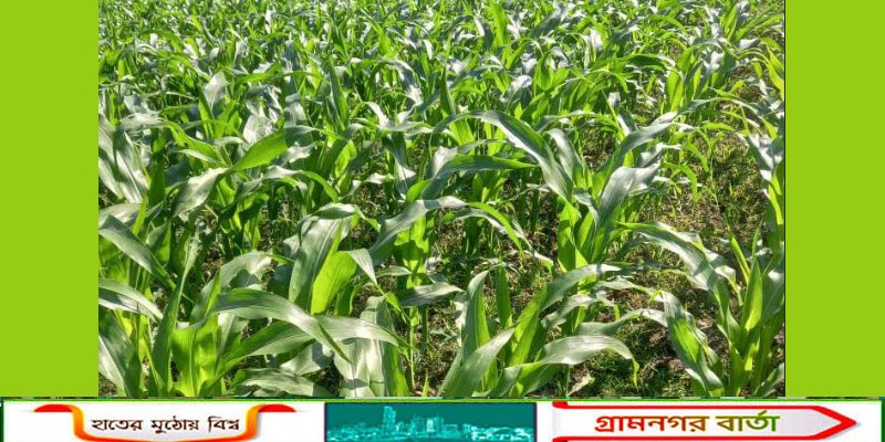 কাউনিয়ায় তিস্তার চরে কৃষিতে বিপ্লব