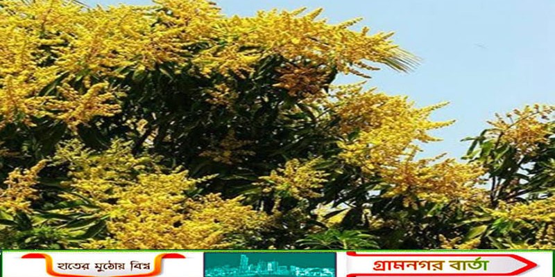 রাজশাহীতে মাঘের বিদায় বেলায় গাছে গাছে আমের মুকুলে ভরে গেছে