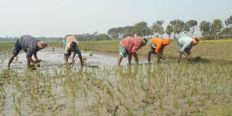 সিলেট জুড়ে কৃষকরা ব্যস্ত সময় কাটাচ্ছেন বোরো ধান চাষে