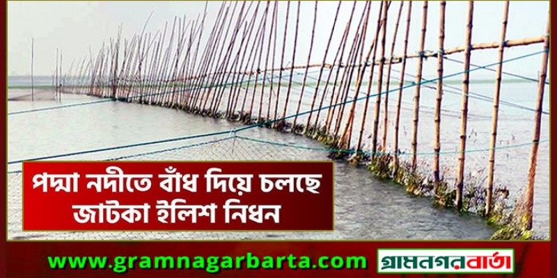 পদ্মার বুকে বাঁশের বাঁধে নিধন হচ্ছে শতশত মণ জাটকা