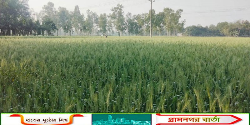 কাউনিয়ায় লক্ষ্যমাত্রার চেয়ে ৫ হেক্টর চাষ কম