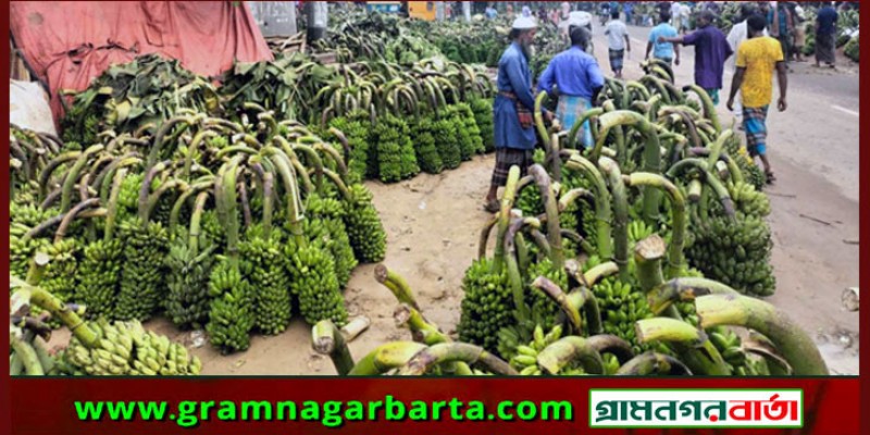 খাগড়াছড়িতে কলার দামে রেকর্ড, বেড়েছে পেঁপে-আনারস-লেবুর দামও