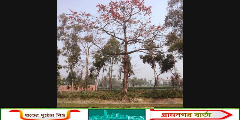 কাউনিয়ায় ঋতুরাজ বসন্তের প্রতীক শিমুল গাছ হারিয়ে যাচ্ছে