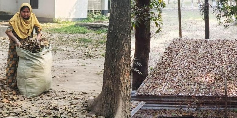 কাউনিয়ায় ঝরা পাতার দিন-ধূলি ওড়া বাতাস